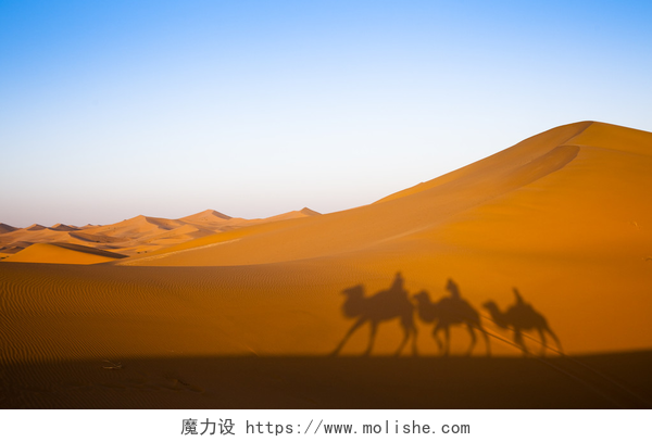 沙漠上骆驼的剪影沙漠驼影